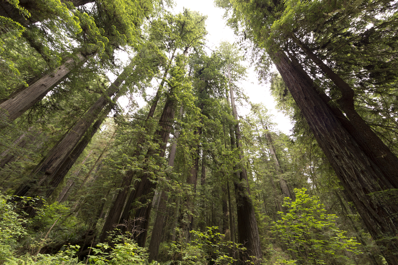 Know Before You Go: Redwood National & State Parks