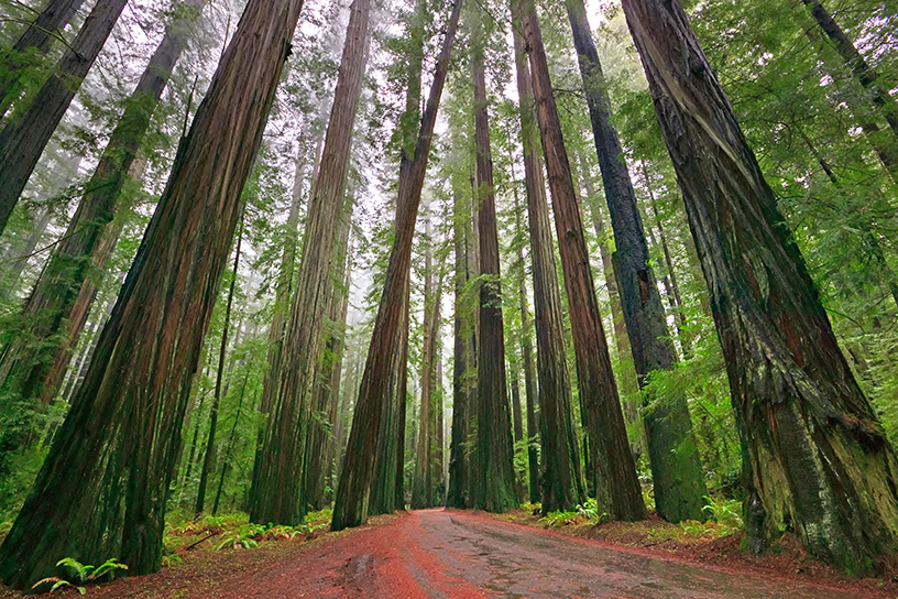 3 Ways to Explore California Redwoods